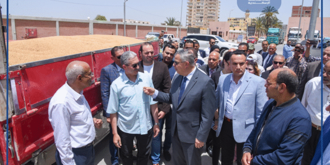 توريد القمح فى الإسكندرية